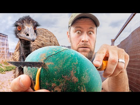 Видео: Что находится ВНУТРИ наших яиц Эму?