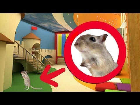 Видео: Огромная игровая комната для песчанок! / A big plaing room for  gerbils