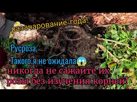 Видео: Русроза. Полезла проверить корни и была в шоке! Ужасная посадка роз из . Rusroza. розы