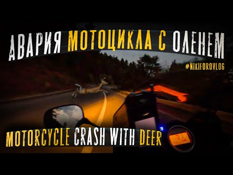 Видео: Авария на мотоцикле с оленем!