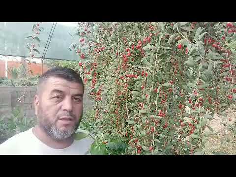 Видео: limon yetishtirishni yangicha usullari.shiraga qarshi dori.лимон йетиштириш. лимончилик.dehqonchilik