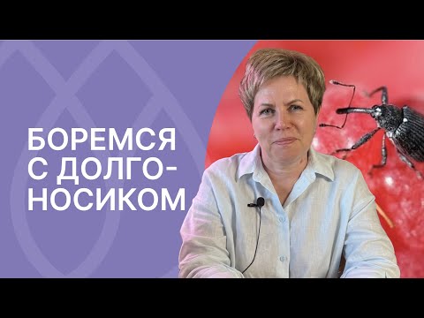 Видео: Эффективные методы борьбы с долгоносиком
