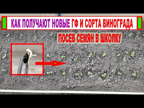 Видео: 🍇 Селекция винограда! Посев ГИБРИДНЫХ СЕМЯН в школку. Как получить ВИНОГРАД ИЗ СЕМЕЧКИ/КОСТОЧКИ?