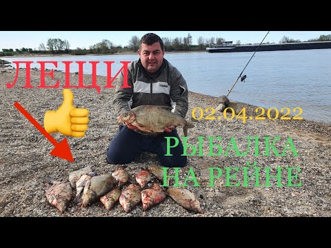 Видео: ЛОВЛЯ ЛЕЩА НА РЕЙНЕ НА СЕКРЕТНУЮ ПРИКОРМКУ