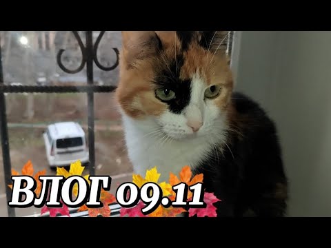 Видео: ВЛОГ 🥰УТРО 🌄 09.11
