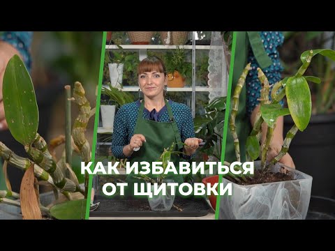 Видео: Зеленее будет. Как избавиться от щитовки?