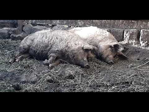 Видео: Венгерская мангалица мясо с характером