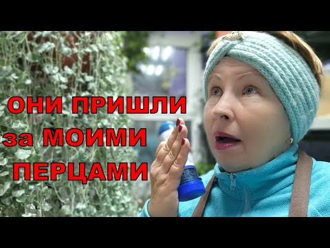 Видео: Какие средства НЕ работают от мышей. Опять борьба, прям настроение портится.