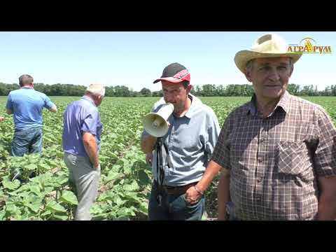 Видео: Бинарные посевы в системе NO-till в Ростовской области.  Семинар 14 июня 2019г.