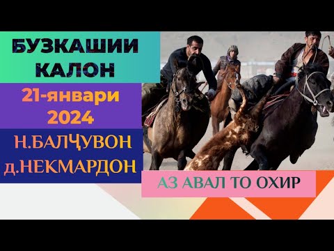Видео: БУЗКАШИ ДАР Н.БАЛЧУВОН Д.НЕКМАРДОН 21.01.2024 .#buzkashi #Tajikistan #бузкаши