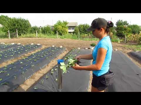 Видео: Сажалка для рассады. Сажаем рассаду клубники с помощью пистолета для рассады (2020.09.03).