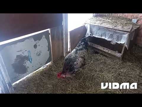 Видео: Не обошлось без драки. Материнство отменила. (Ne oboshlos' bez draki. Materinstvo otmenila.)