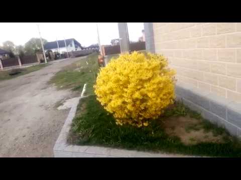 Видео: Результат формировки форзиции