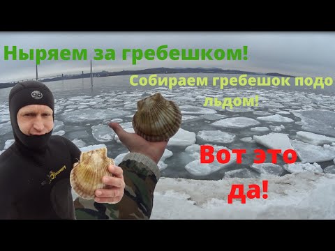 Видео: Ловля гребешка.Ныряем за гребешком под лёд.Дальневосточный гребешок.Кушаем сырого гребешка!