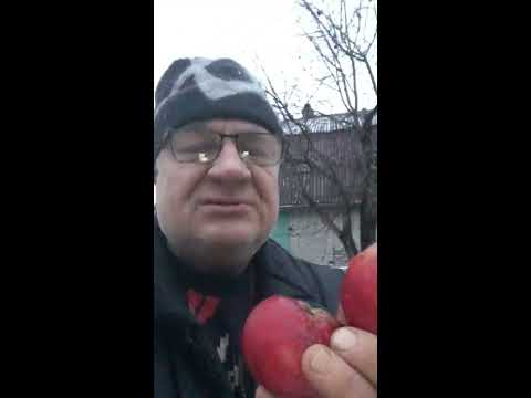 Видео: Можно ли в Подмосковье вырастить знаменитый Апорт Алмаатинский?