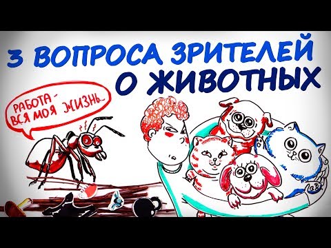 Видео: Три вопроса от зрителей — Научпок