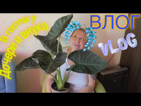 Видео: Влог | В гостях у внука и дочери | 00.03.00 - Фира Хейфец - СПАСИБО | Экзотические растения | Vlog