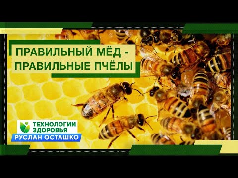 Видео: Правильный Мёд - правильные пчёлы (Руслан Осташко)