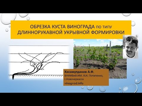 Видео: Формирование молодого куста по типу длиннорукавной укрывной формировки, Хисамутдинов АФ Новочеркасск