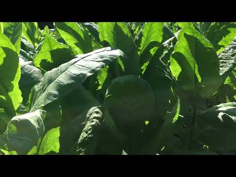 Видео: Неожиданно 20.07.25