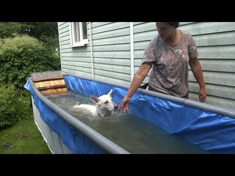 Видео: ДТ-20. Водная дорожка - умеют ли собаки плавать.