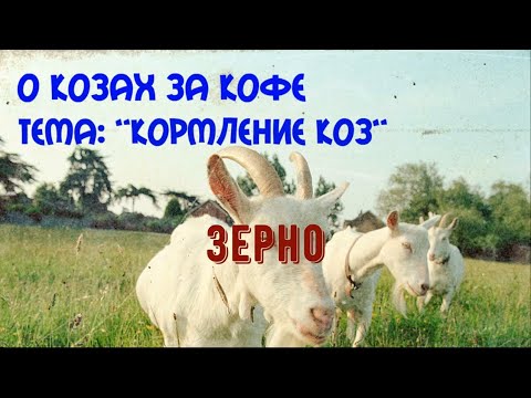 Видео: кормление коз.  зерно