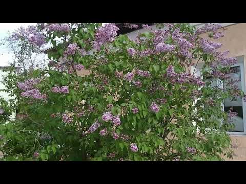 Видео: Ул Ибрагимова - бывшая Шевченко в городе Арысь.