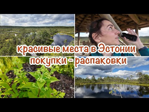 Видео: ГУЛЯЕМ ПО БОЛОТУ | РАСПАКОВЫВАЮ ПОСЫЛКИ | КРАСИВЫЕ МЕСТА В ЭСТОНИИ