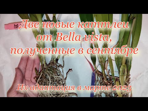 Видео: Новые каттлеи от Bella vista в сентябре 2022 и спустя 7 месяцев