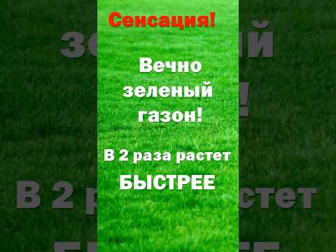 Видео: ИДЕАЛЬНЫЙ ГАЗОН. Новый способ выращивания.  #сад #огород #башинком #биопрепараты #сельскоехозяйство