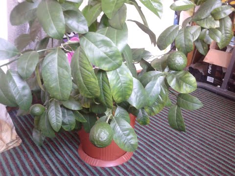 Видео: Павловский мандарин, вторая жизнь после листопада