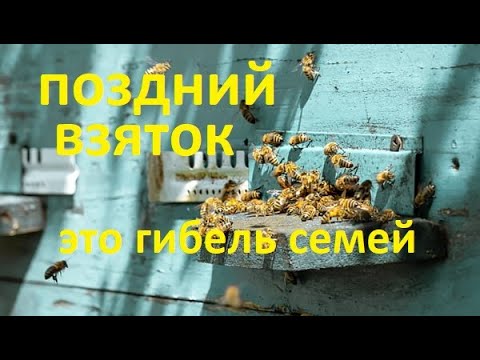 Видео: #Пчёлы. Поздние обильные взятки, могут привести к гибели целой пасеки. Осторожно с ними....