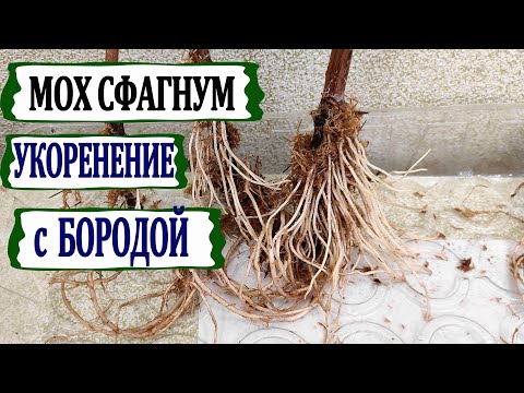 Видео: 🍇 Не знаете в чем укоренить черенки винограда? В мохе сфагнуме шикарная борода корней гарантирована
