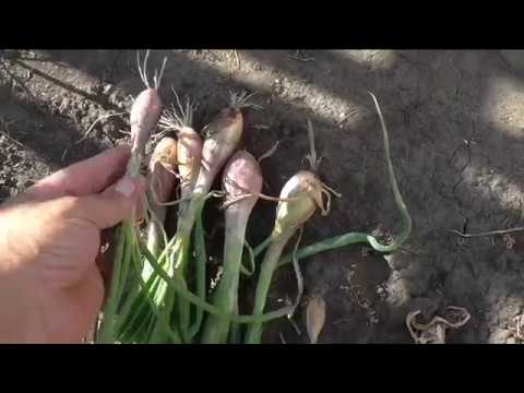 Видео: Урожай севка лука шалота из чернушки меня изрядно озадачил