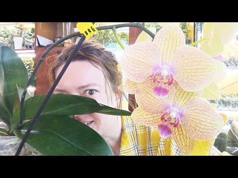 Видео: Важное Про Дзен, Монстериум и Чуть Цветов