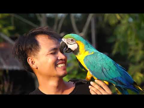 Видео: Любовь и попугаи. Паттайя. Love and parrots. Meeting Nicky. Pattaya.