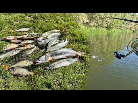 Видео: Нашил место где клюёт на каждом забросе! Наловили кучу окуня и щуки на спиннинг #рыбалка #fishing