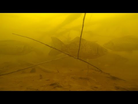 Видео: ЗИМНІ КАРАСІ ЛОВЛЮ БІЛЯ ЗАТОПЛЕНОГО ДЕРЕВА. Рибалка на карася