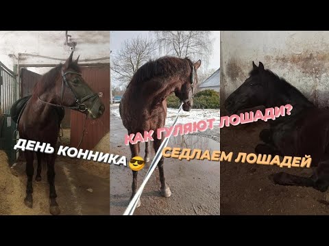 Видео: ДЕНЬ НА КОНЮШНЕ😎🖤