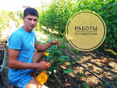 Видео: Уход за прививками винограда