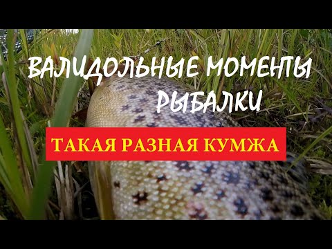 Видео: Кумжа Кольского полуострова | Валидольные моменты на рыбалке | Salmon trout
