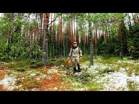 Видео: ГРИБНИК ЗАШЁЛ В ЛЕС НАШЁЛ БОЛОТО ОБАЛДЕЛ! ОДИН В ЛЕСУ ТАКОГО НЕ ОЖИДАЛ! НАШЁЛ ЕЖА ЯГОДЫ И ГРИБЫ 2024