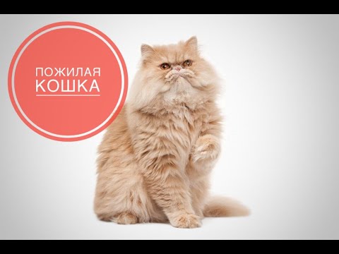 Видео: Пожилая кошка