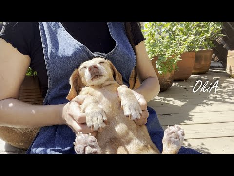 Видео: #26 Восстановление миниатюрной таксы | Сила жизни пожилой собаки | 17-летняя такса