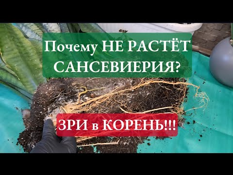 Видео: ОШИБКИ в УХОДЕ за САНСЕВИЕРИЕЙ, которые исправит ПЕРЕСАДКА 27.09.25г.