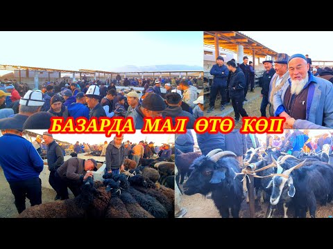 Видео: Той сезонго базарда малда өтө көп арзан😀👍Баяман малБазары. #кадамжаймедиа #малбазар #kg 