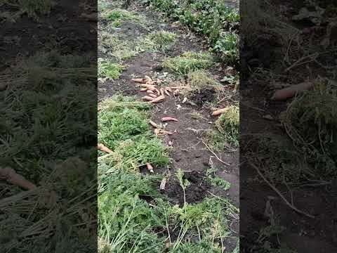 Видео: Заботы...