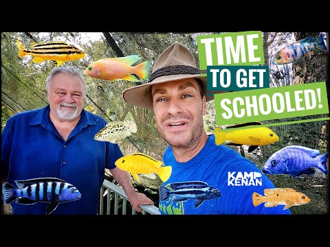 Видео: Переизбыток африканских цихлид!