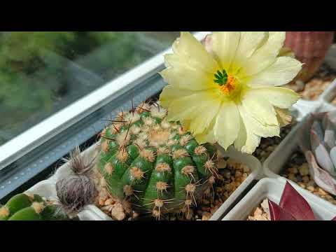 Видео: Обзор кактусов