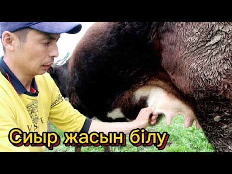 Видео: Мал базарда Сүтті  сиырды оңай анықтаңыз #малбазар #шаруа